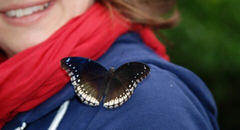metamorphosis
